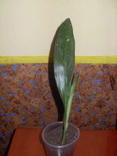 SDC13540.JPG