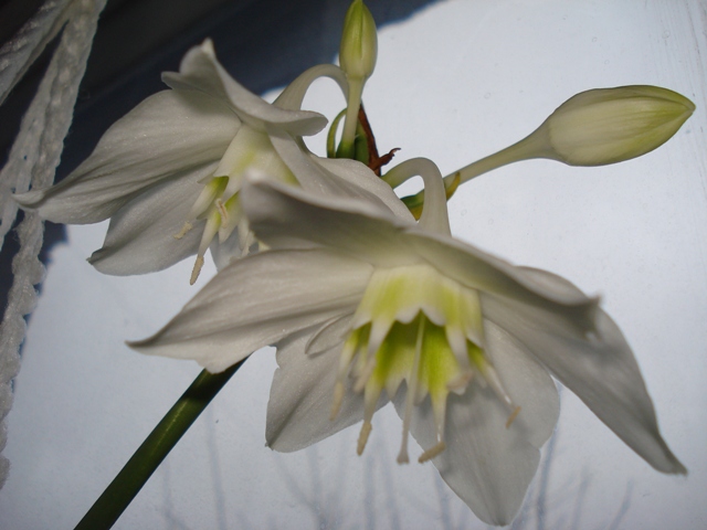 DSC00459.JPG