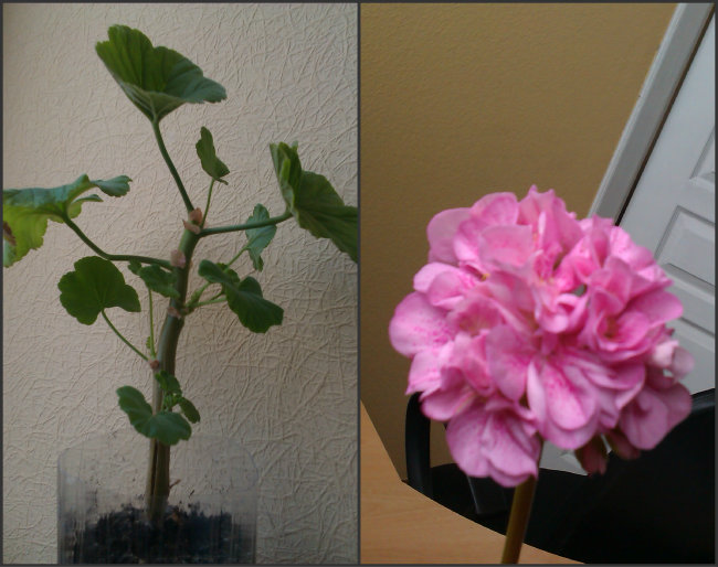 Collage Double pink B.E..jpg