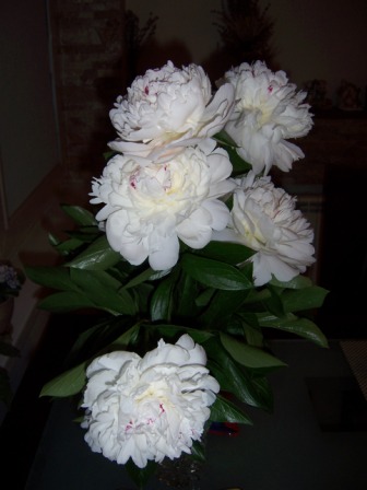 100_8221.JPG