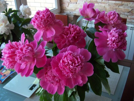 100_8235.JPG