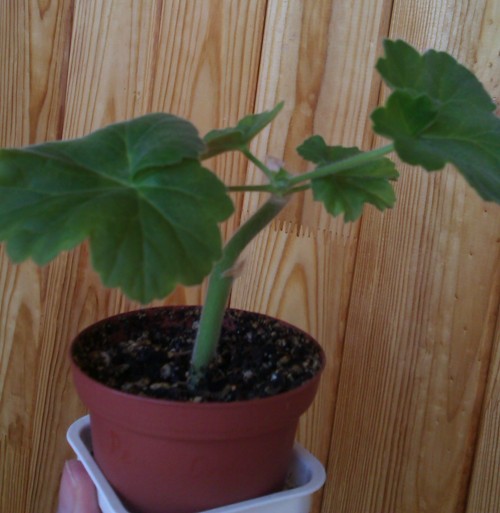 IMAG0824.jpg