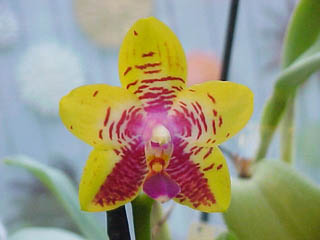 Orchidworld.JPG