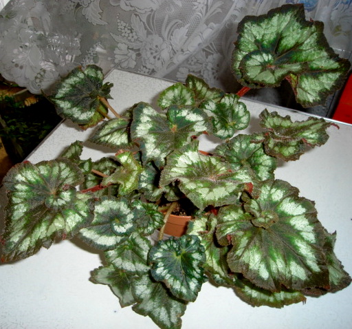 DSC01991.JPG