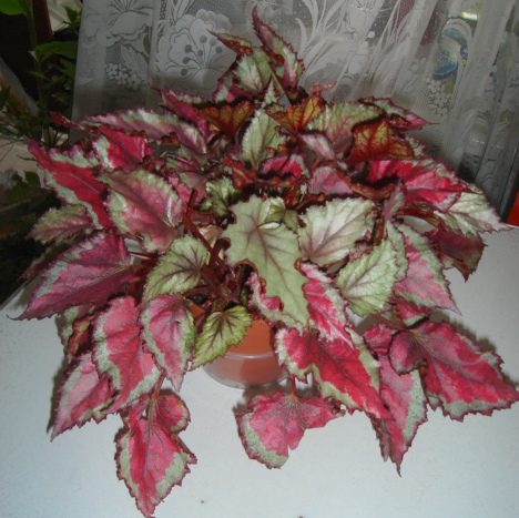 DSC02111.JPG