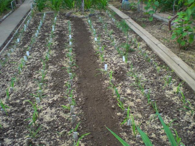 CIMG0006  27 мая 2014 г.jpg