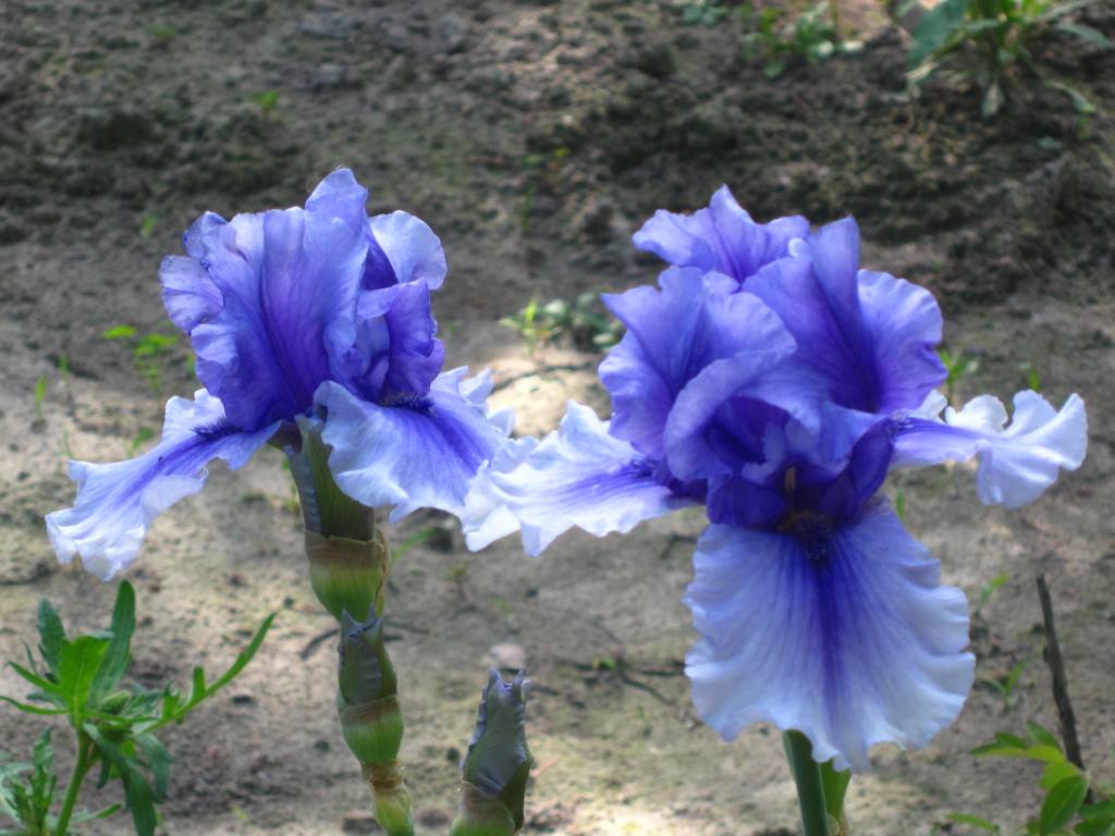 IMG_0453.JPG