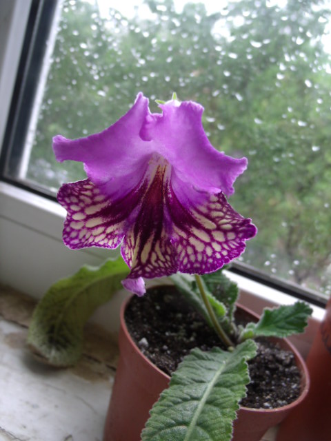 GEDC5245.JPG