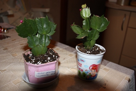 Светло-оранжевая кустики.jpg