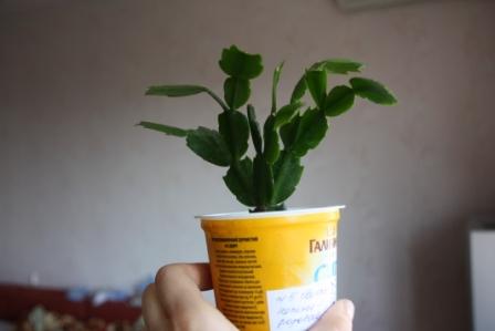 Шл. св-нежно розовая куст.jpg