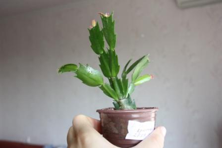 Шл.красная куст.jpg