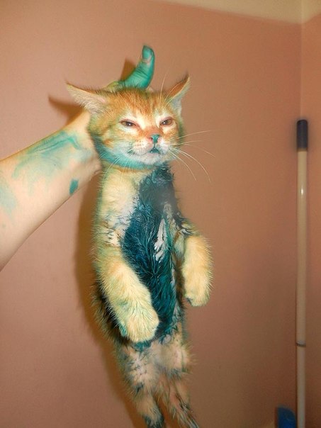 кот.jpg