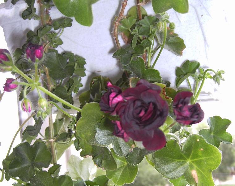 Royal Black Rose 1.JPG