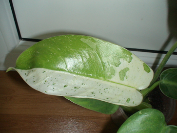 DSC01534а.jpg