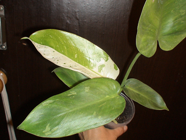 DSC01535а.jpg
