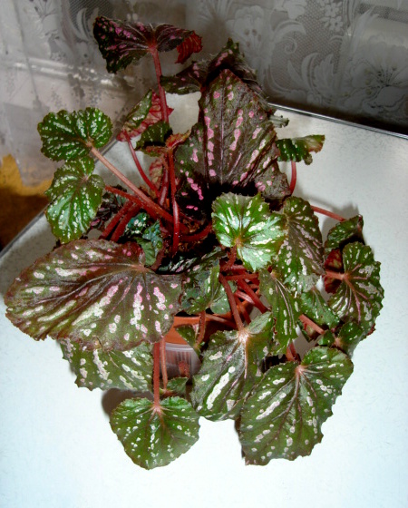 DSC01664.JPG