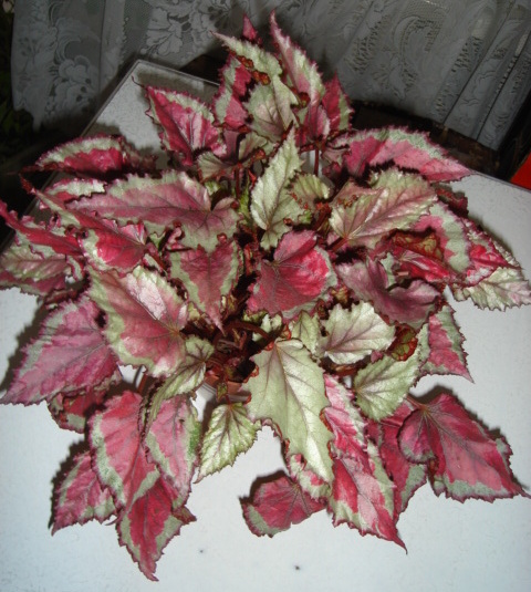 DSC02112.JPG