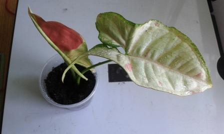 20140608_125205.jpg