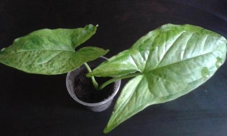 20140608_121614.jpg