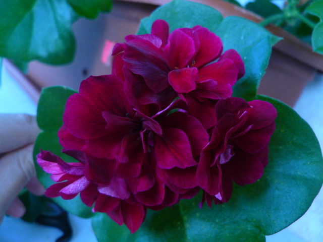 P1100475.JPG