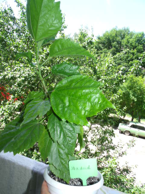 GEDC5393.JPG
