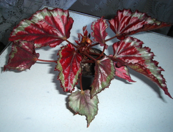 DSC02202.JPG