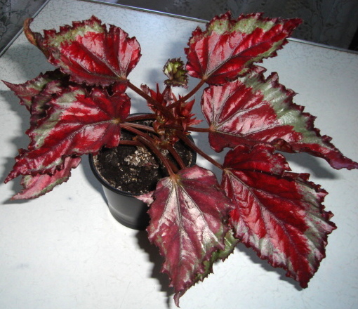 DSC02204.JPG