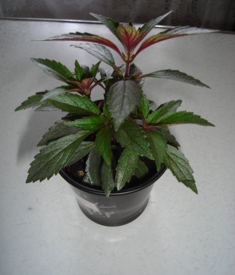 DSC02225.JPG