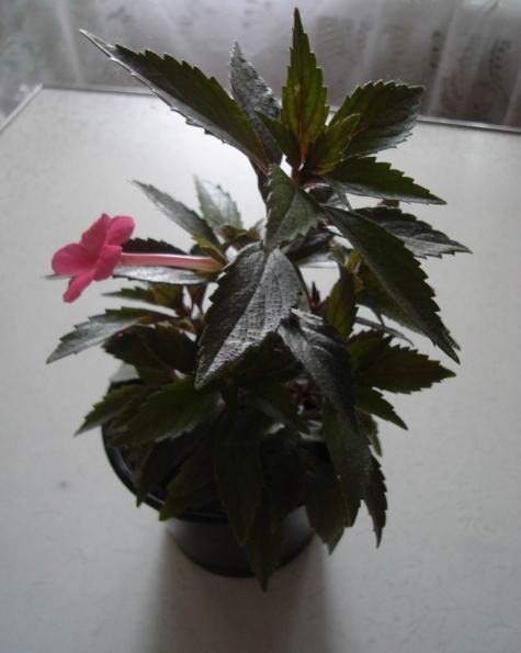 DSC02214.JPG