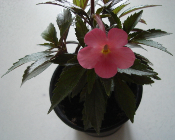 DSC02212.JPG