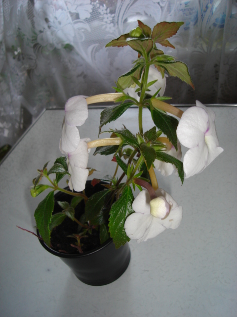 DSC02222.JPG