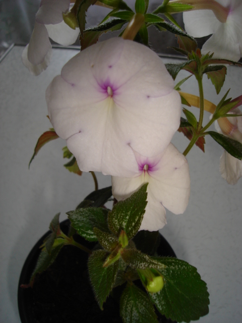 DSC02223.JPG