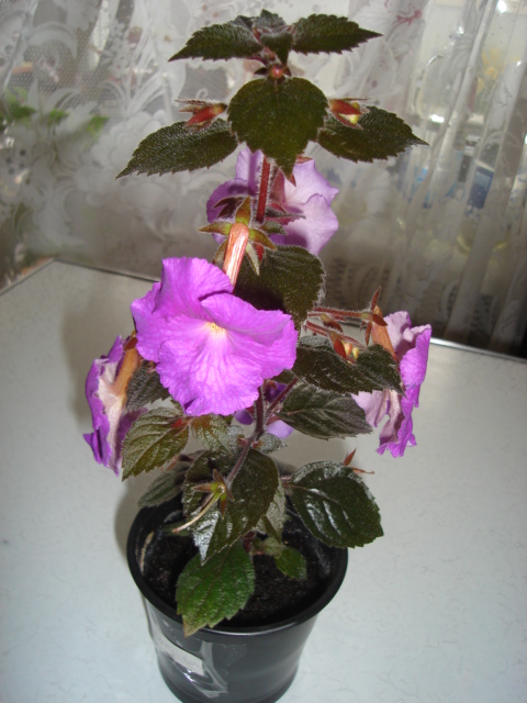 DSC02145.JPG