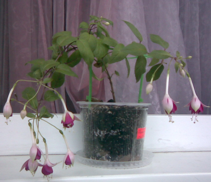 Image005.jpg