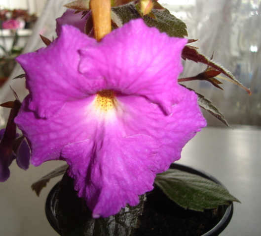 DSC02140.JPG