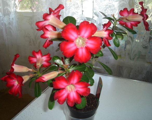 DSC00197.JPG