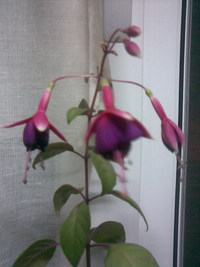 Image004.jpg