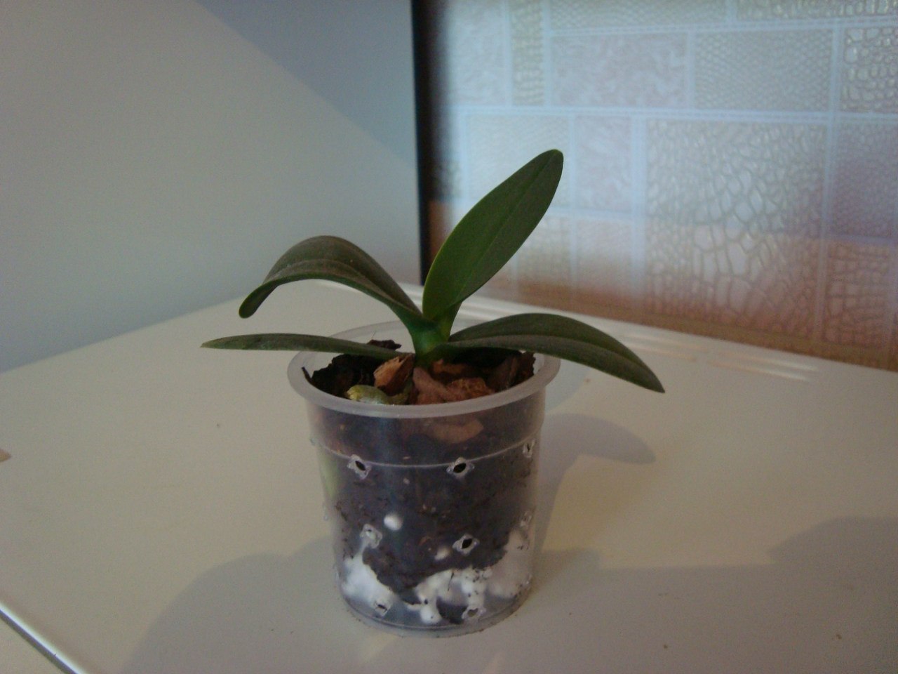 Phal. Lius Fantasy.jpg