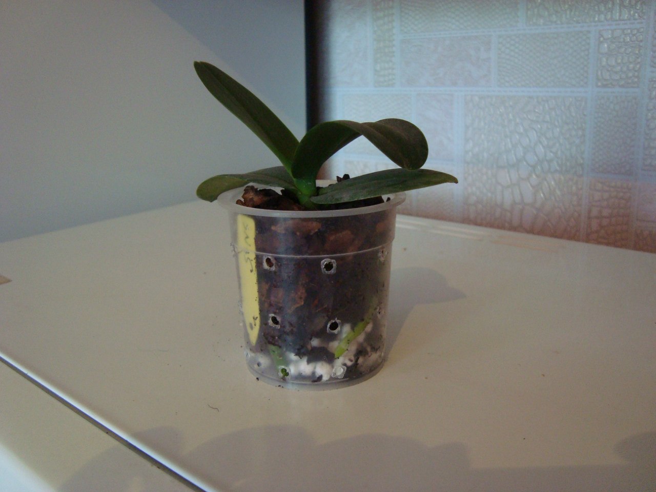 Phal. Lius Fantasy2.jpg