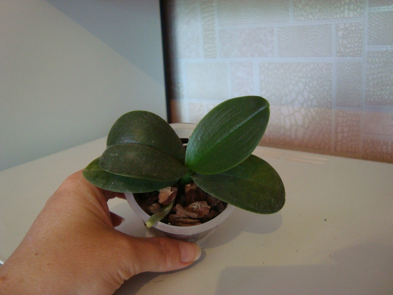 Phal. Lius Fantasy3.jpg