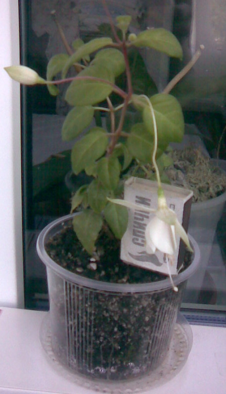 Image010.jpg