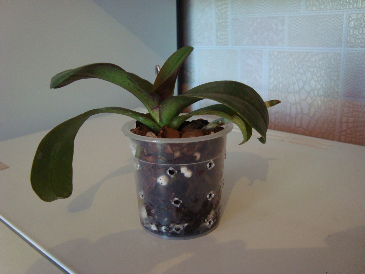 Phal. Everspring Prince ‘Butterfly.jpg