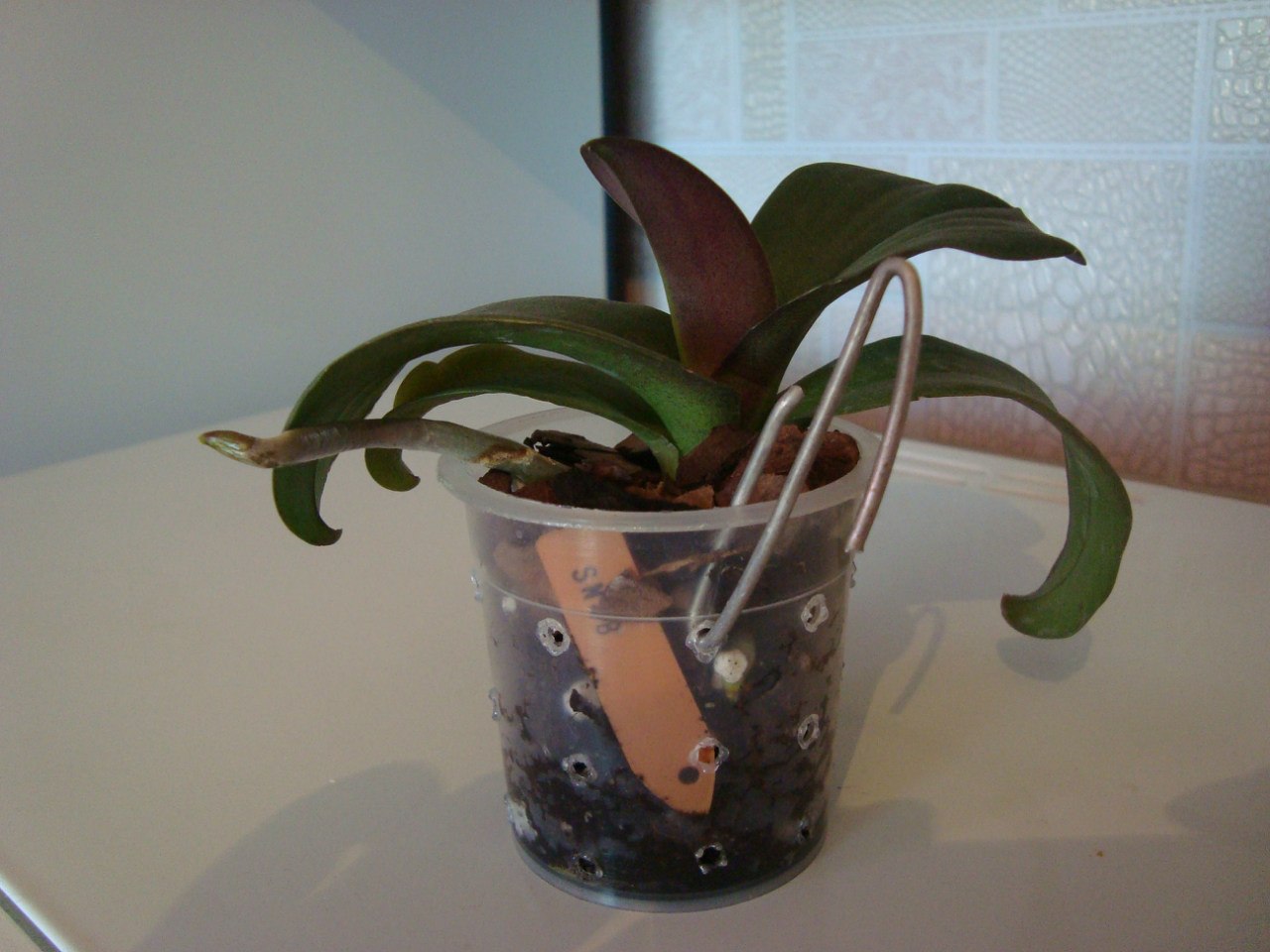 Phal. Everspring Prince ‘Butterfly2.jpg