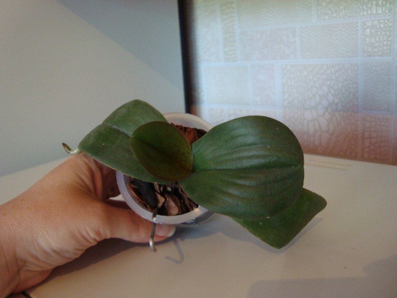 Phal. Everspring Prince ‘Butterfly3.jpg