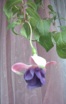 Image-006.jpg