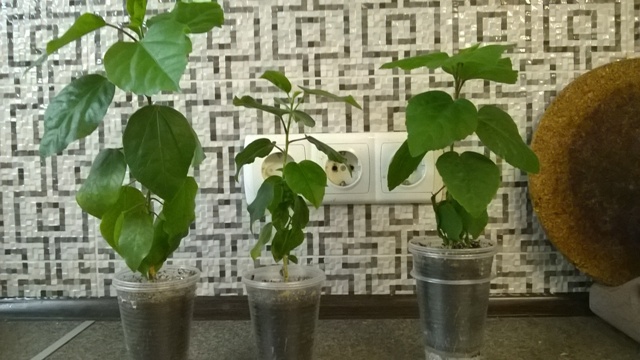 WP_20140612_021.jpg