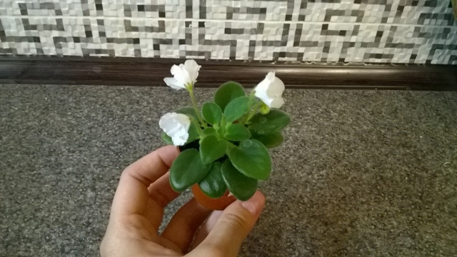 WP_20140612_043.jpg