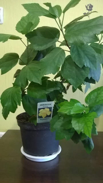 WP_20140613_001.jpg
