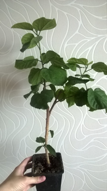 WP_20140614_003.jpg