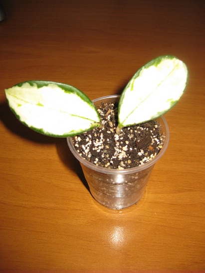 Хойя carnosa cv. Medio-picta aurea чер._.jpg